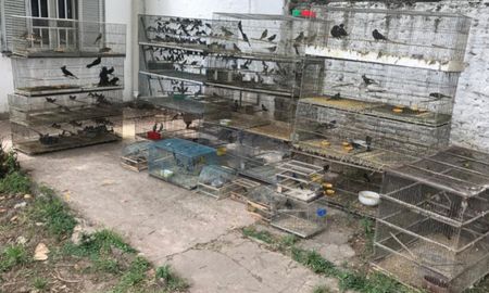 rescataron 300 aves que eran comercializadas ilegalmente rescataron 300 aves que eran comercializadas ilegalmente