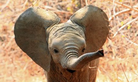Vídeo viral: un bebé elefante jugó en el barro y se volvió furor en las redes sociales. Vídeo viral: un bebé elefante jugó en el barro y se volvió furor en las redes sociales.