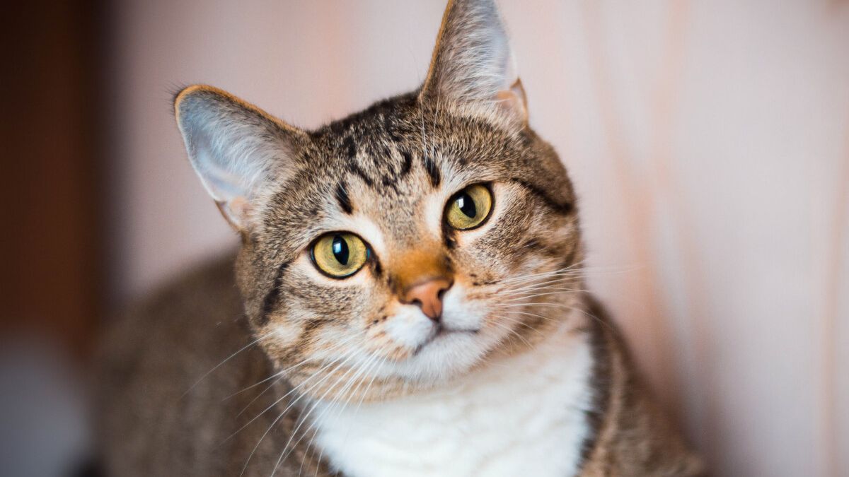 El tiempo ideal para que tu gato esté solo en casa.