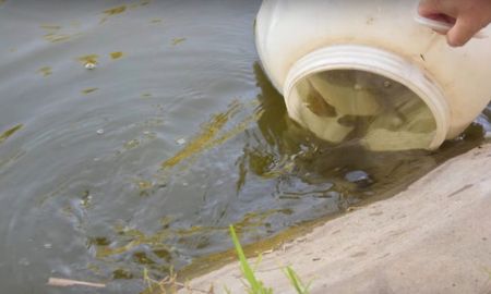 Liberaron Chanchitas del agua para controlar mosquitos en el Parque Juan de Garay. Liberaron Chanchitas del agua para controlar mosquitos en el Parque Juan de Garay.