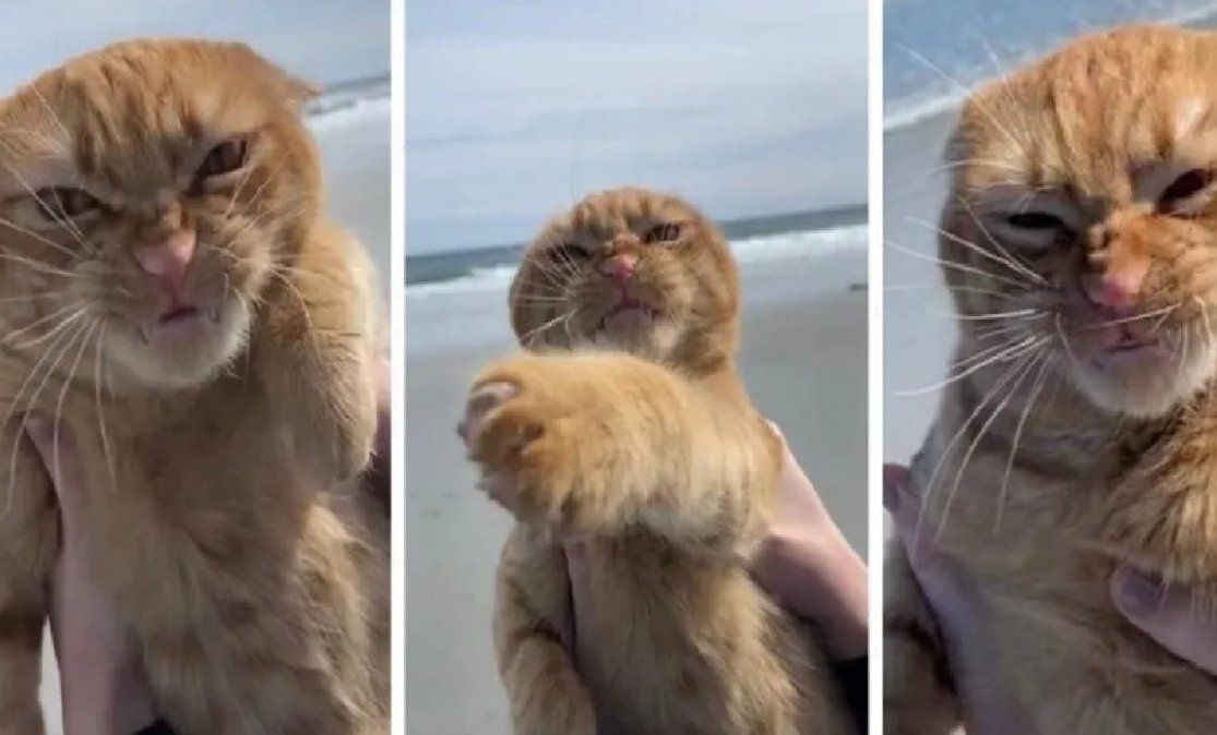 Furor por la cara que puso un gato al visitar la playa por primera vez