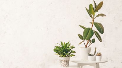 Si ponés esta planta en la entrada de tu casa, mejora la energía y atrae bienestar a tu hogar