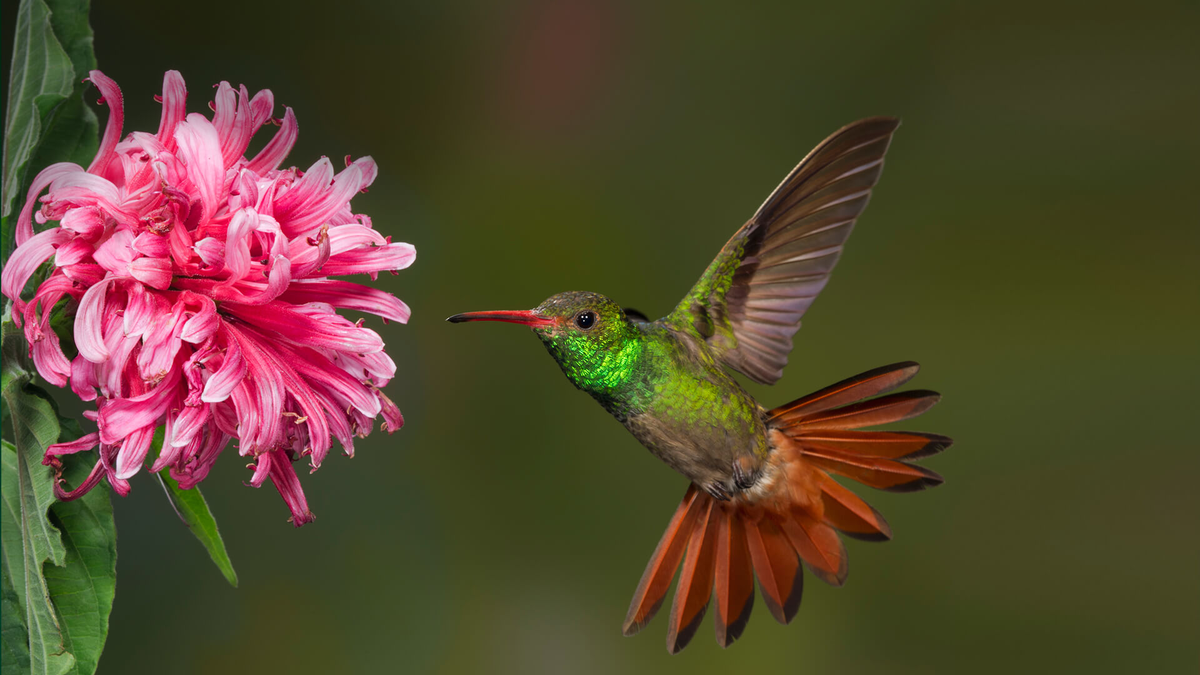Por qué la palabra colibrí lleva tilde