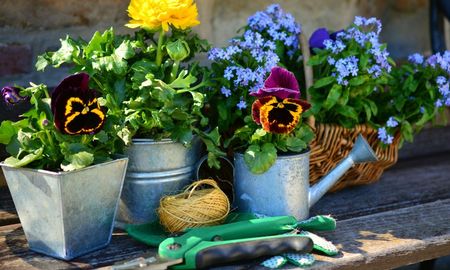 La planta que da hojas y semillas comestibles en semanas. La planta que da hojas y semillas comestibles en semanas.