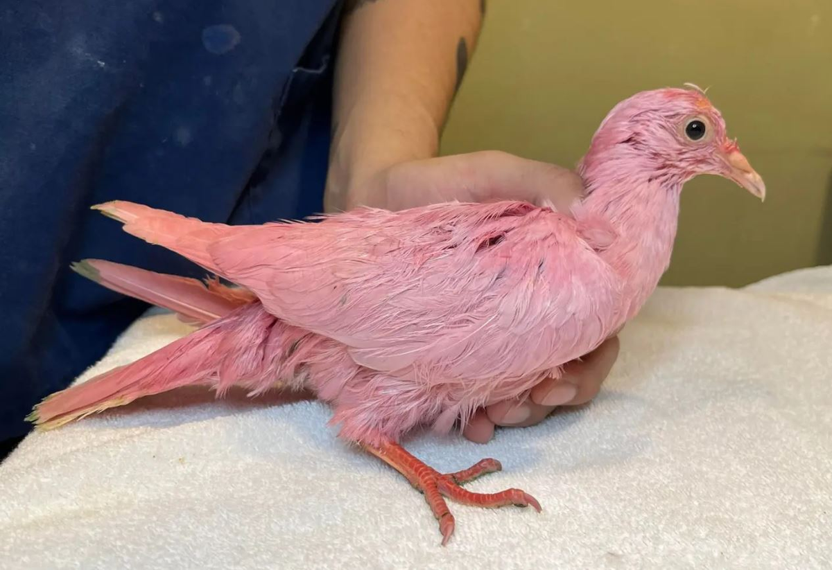 Nueva York: rescataron a una paloma desnutrida y teñida de rosa