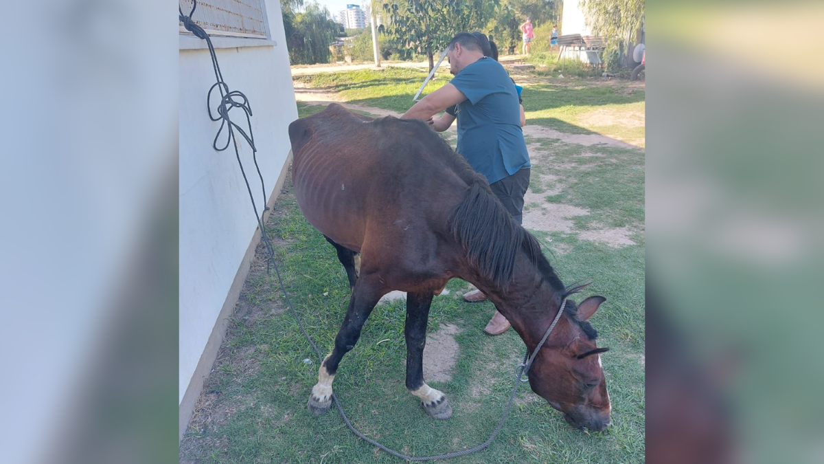 El dramático rescate de un caballo en estado crítico.