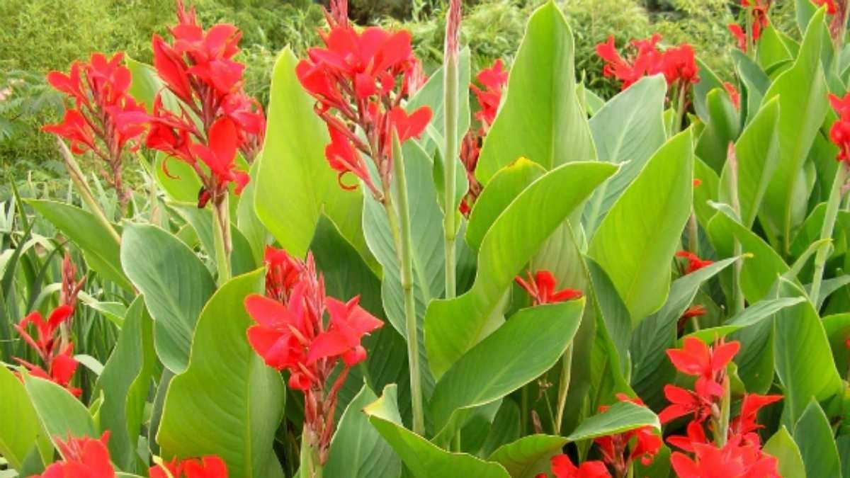 Sus hojas grandes y flores intensas aportan un efecto tropical inmediato con muy pocos cuidados.
