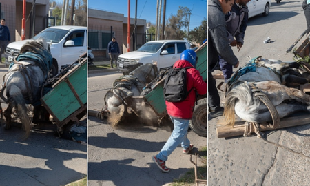 El video se viralizó en cuestión de minutos, despertando una ola de reprobaciones y críticas por la forma en que se manejaron los explotadores del caballo. El video se viralizó en cuestión de minutos, despertando una ola de reprobaciones y críticas por la forma en que se manejaron los explotadores del caballo.