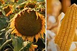 Girasol y maíz: NK lanzó nuevos híbridos y la campaña acelera con la mirada puesta en El Niño Girasol y maíz: NK lanzó nuevos híbridos y la campaña acelera con la mirada puesta en El Niño
