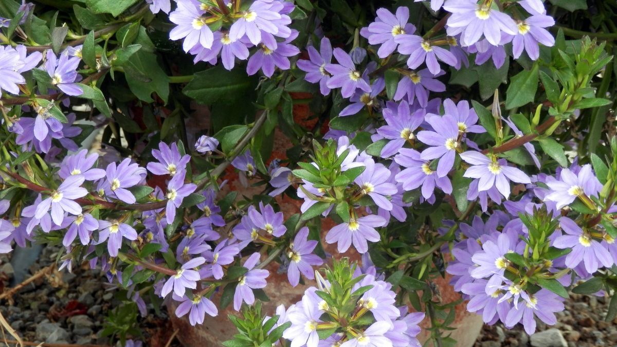 Una flor violeta en forma de abanico que resiste al calor y llena de color los balcones de verano.