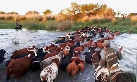 doble crimen en el rio coronda: el trasfondo del abigeato que preocupa a los ganaderos de la costa doble crimen en el rio coronda: el trasfondo del abigeato que preocupa a los ganaderos de la costa