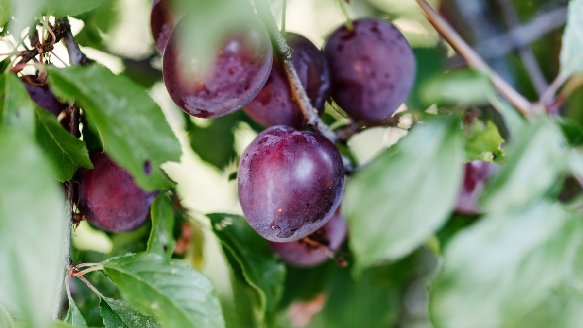 El ciruelo da fruta en verano. El ciruelo da fruta en verano.