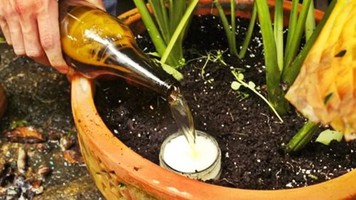 La activación microbiana que genera la levadura en el suelo acelera el crecimiento de brotes nuevos en menos de un mes. La activación microbiana que genera la levadura en el suelo acelera el crecimiento de brotes nuevos en menos de un mes.
