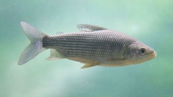 Por qué es importante limitar la exportación de peces del río Paraná