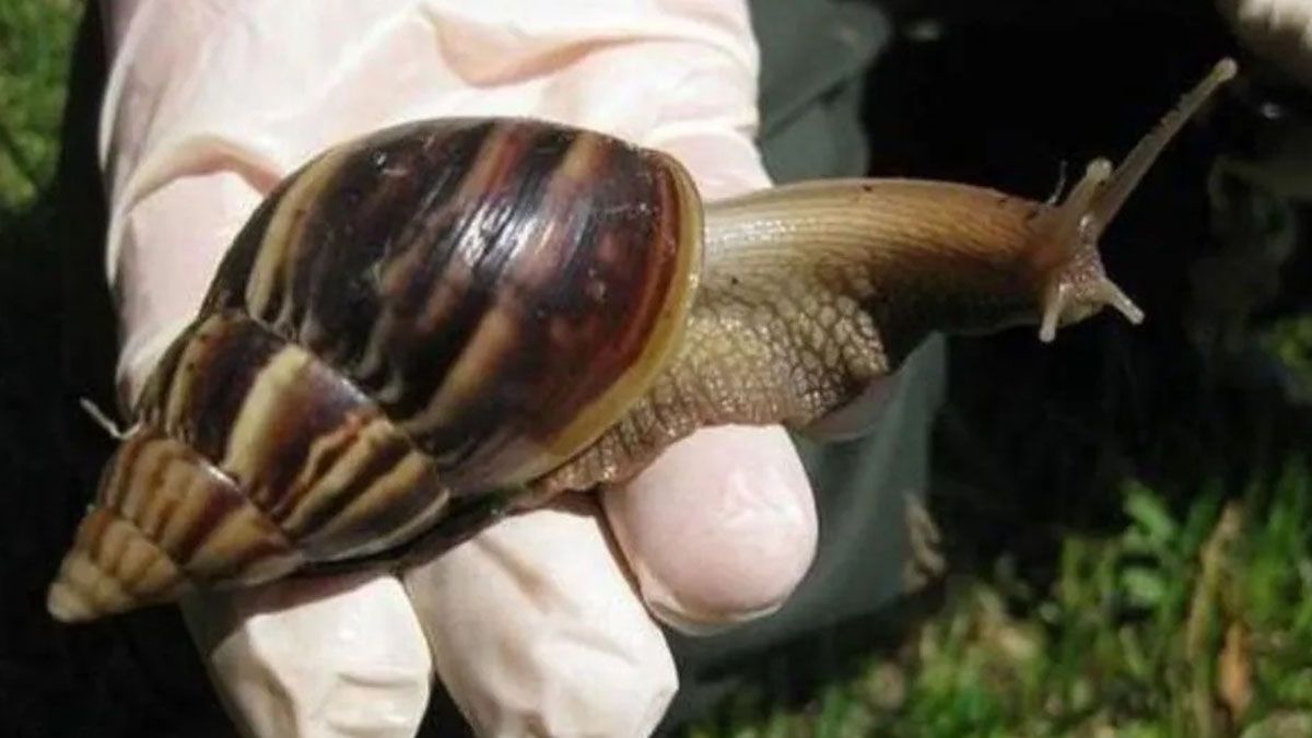 Caracoles en Misiones: desde la Secretaría de Ambiente comunicaron que puedenconstituir una plaga