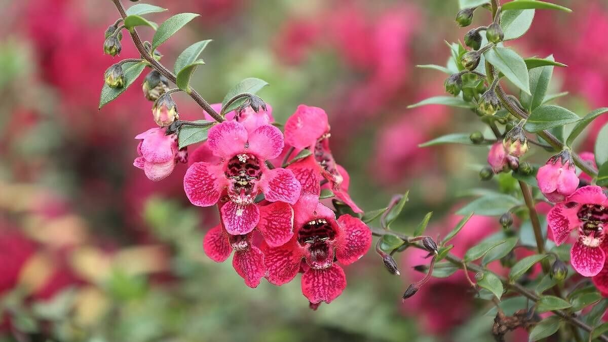 La angelonia tolera sol pleno y altas temperaturas sin perder su floraci&oacute;n.