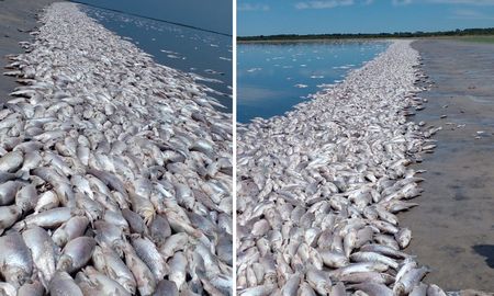 Así amaneció la laguna este sábado, tras las altas temperaturas que se registraron en los últimos días. Así amaneció la laguna este sábado, tras las altas temperaturas que se registraron en los últimos días.