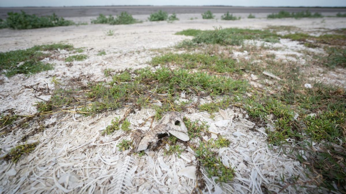 Las postales del lugar dan cuenta de la mortandad de peces y la falta de agua.&nbsp;