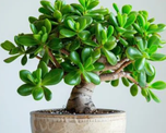 Dónde hay que poner el árbol de jade en julio para atraer dinero, según el Feng Shui. Dónde hay que poner el árbol de jade en julio para atraer dinero, según el Feng Shui.