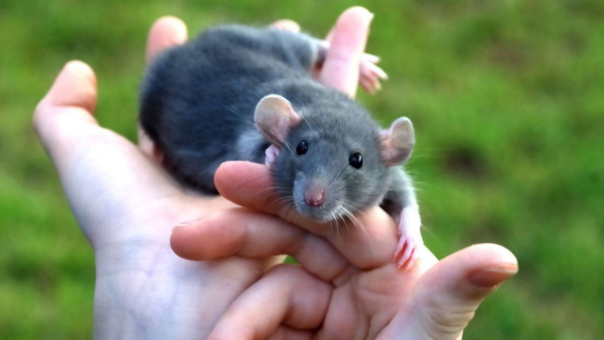 Algunos expertos no descartan que se trate de leptospirosis, una enfermedad producida por una bacteria que puede estar presente en la orina de las ratas y otros animales.