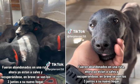 La familia de perros que es furor en TikTok por enseñar sobre el amor La familia de perros que es furor en TikTok por enseñar sobre el amor