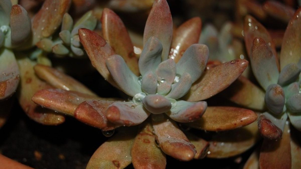 Qué significa que las hojas de la suculenta se sequen y cómo solucionarlo.