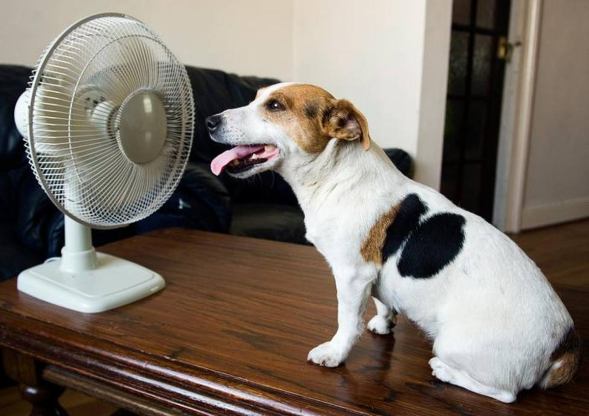 Los perros pueden ser muy susceptibles a los golpes de calor. Los perros pueden ser muy susceptibles a los golpes de calor.