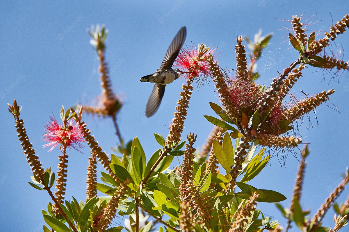 Los colibrís son nectarívoros por excelencia.