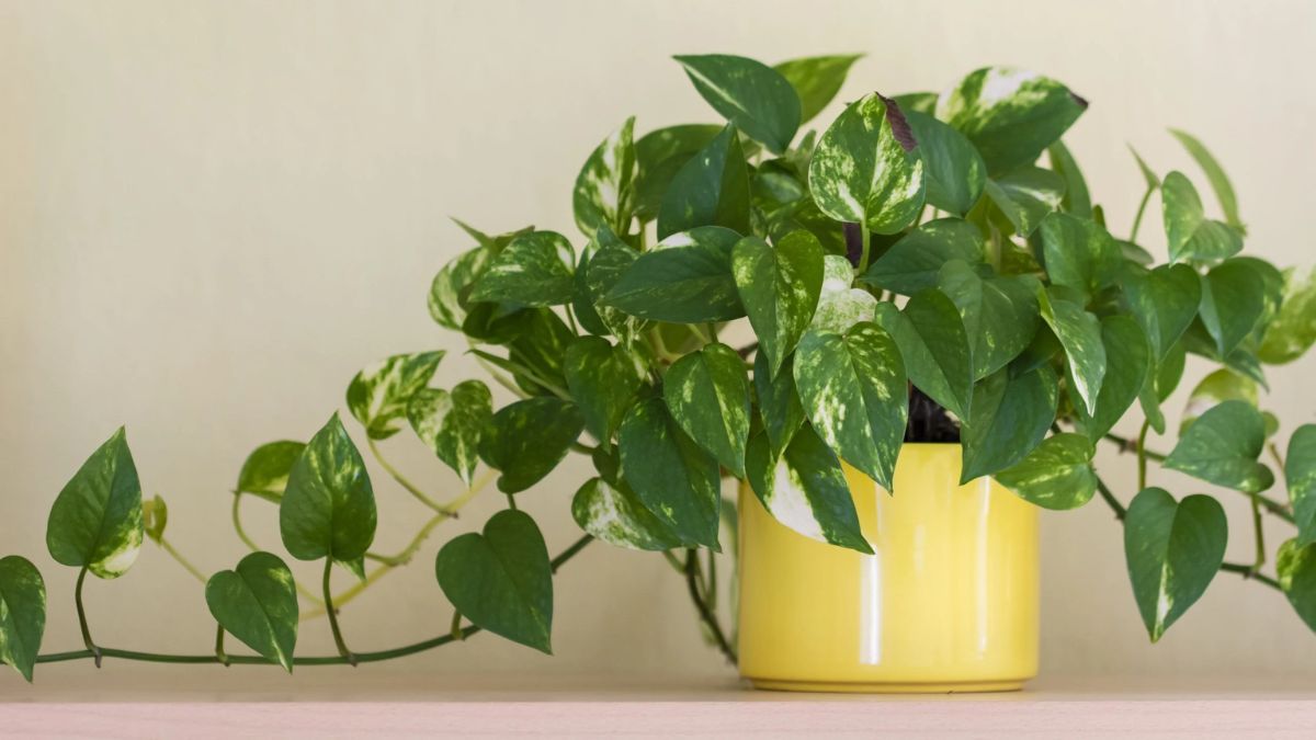 Una mezcla casera económica que mejora el crecimiento