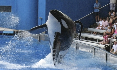 El día que Kasatka, una orca de 4 toneladas decidió no obedecer más. El día que Kasatka, una orca de 4 toneladas decidió no obedecer más.