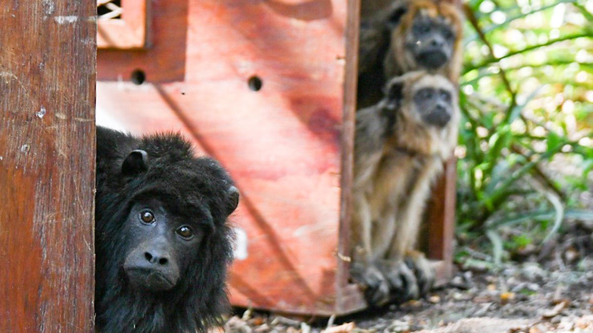 El mono Carayá (Alouatta Caraya) es una especie autóctona de Argentina, Paraguay, Brasil y Bolivia.