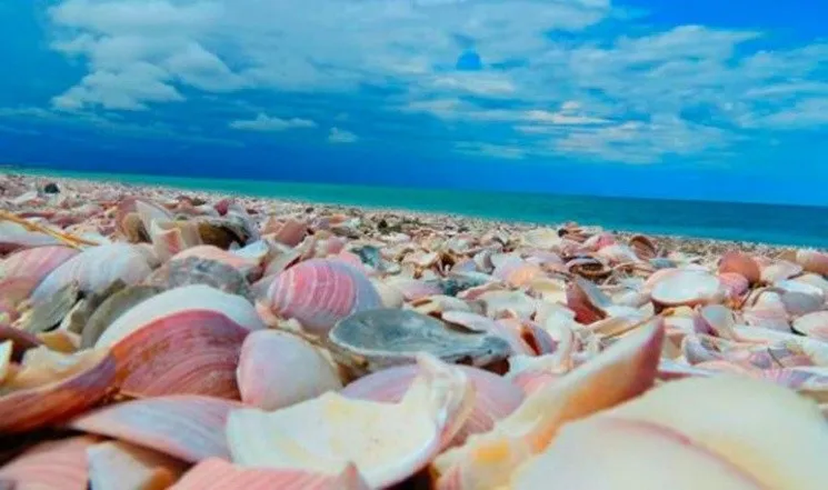 La hermosa diversidad de caracoles en la playa Las Conchillas.