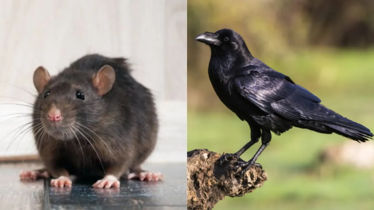 En un clip viralizado se puede ver al cuervo comiendo de un pedazo de pan cuando una rata se acerca y lo observa.