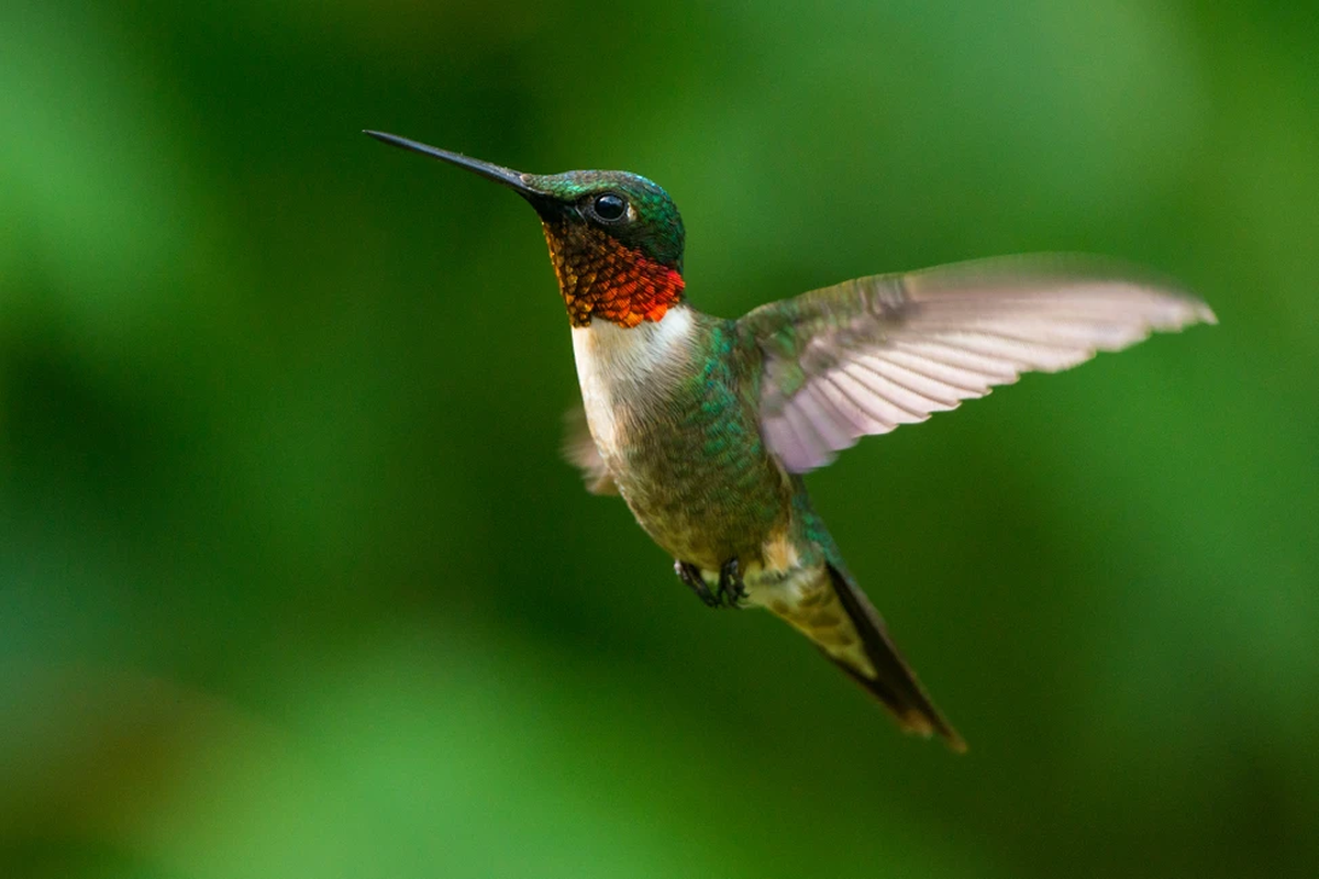 El colibrí es el ave migratoria más pequeña del mundo.