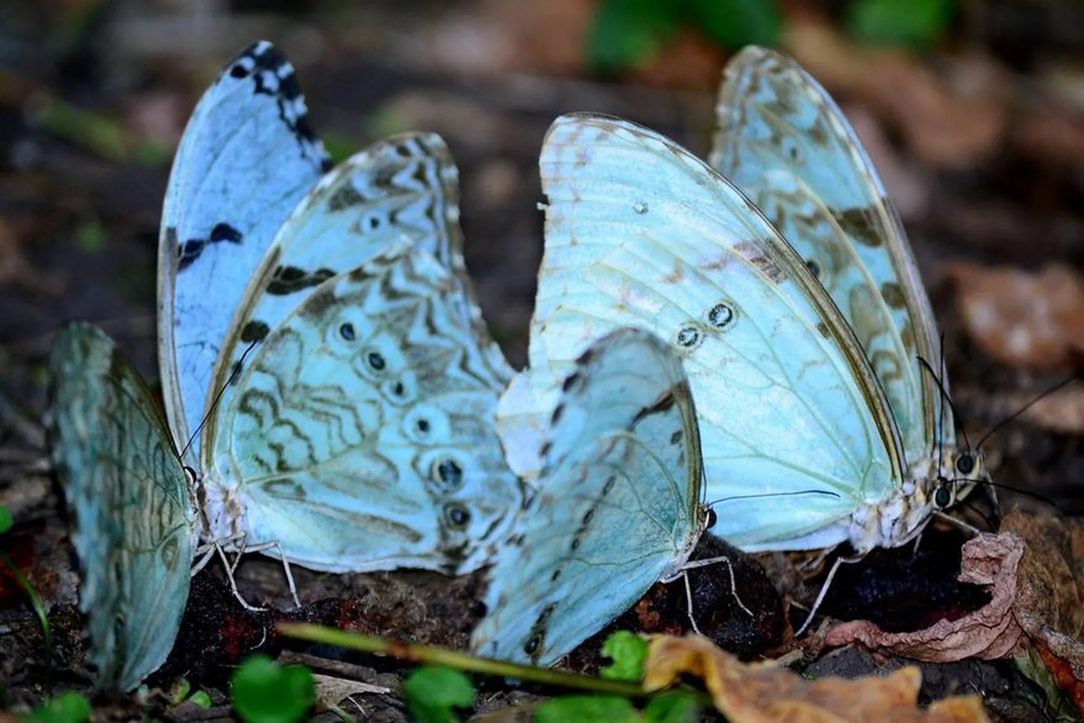Es interesante conocer que hay diversos tipos de mariposas y cada una de ellas tienen un simbolismo diferente que las hace únicas y especiales. Las mariposas más comunes suelen ser la blanca, negra, amarilla, violeta, azul, entre otras.