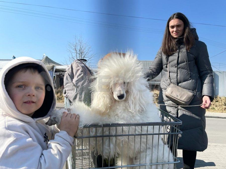 Maria viajó más de 600 kilómetros con su mascota que se llama Lil, que cruzó la frontera en un carrito de supermercado.