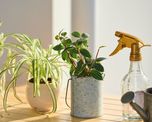Produce hijuelos durante todo el año y podés obtener nuevas plantas sin gastar dinero.