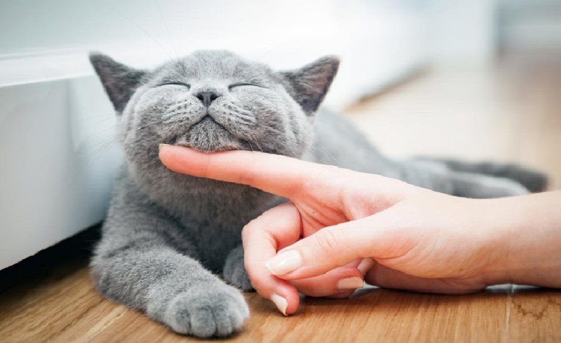 Hay una suerte de nexo entre la persona y el animal durante la caricia