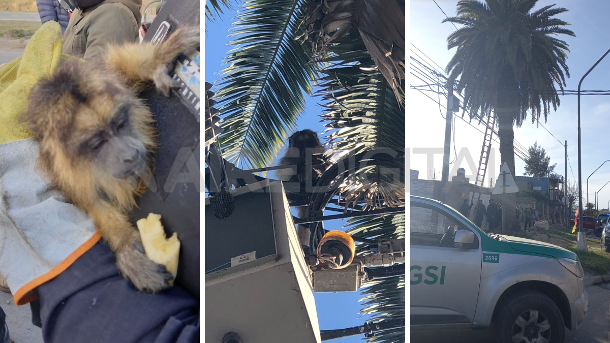 Rescataron un mono en una palmera en el norte de la ciudad de Santa Fe.