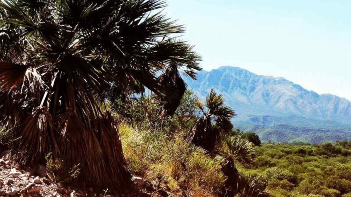 La gastronomía local, con asados y dulces caseros, combina sabores regionales y vistas a las sierras cordobesas. La gastronomía local, con asados y dulces caseros, combina sabores regionales y vistas a las sierras cordobesas.