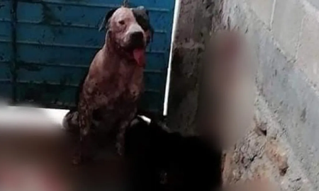 Un pitbull le arrancó el brazo a un ladrón y piden sacrificarlo. Un pitbull le arrancó el brazo a un ladrón y piden sacrificarlo.