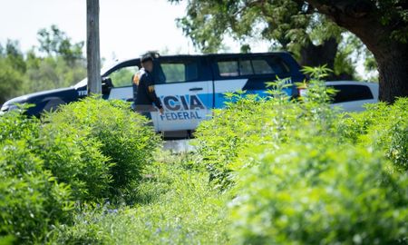 El vivero narco de Arroyo Leyes fue desbaratado en febrero por la Policía Federal. El vivero narco de Arroyo Leyes fue desbaratado en febrero por la Policía Federal.