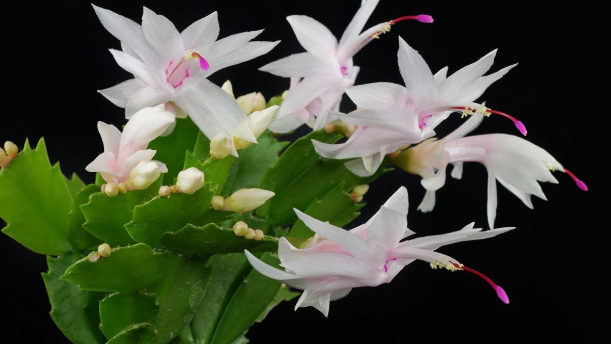Unas suculentas ideales en macetas para decorar cualquier rincón de la casa sin gastar mucho.