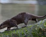 video: la lucha cuerpo a cuerpo de dos clanes de nutria que se volvio viral