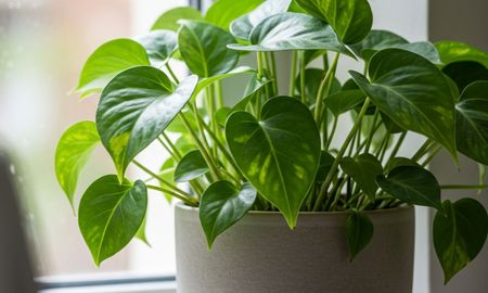El potus es la planta más común en las casas de la Argentina. El potus es la planta más común en las casas de la Argentina.