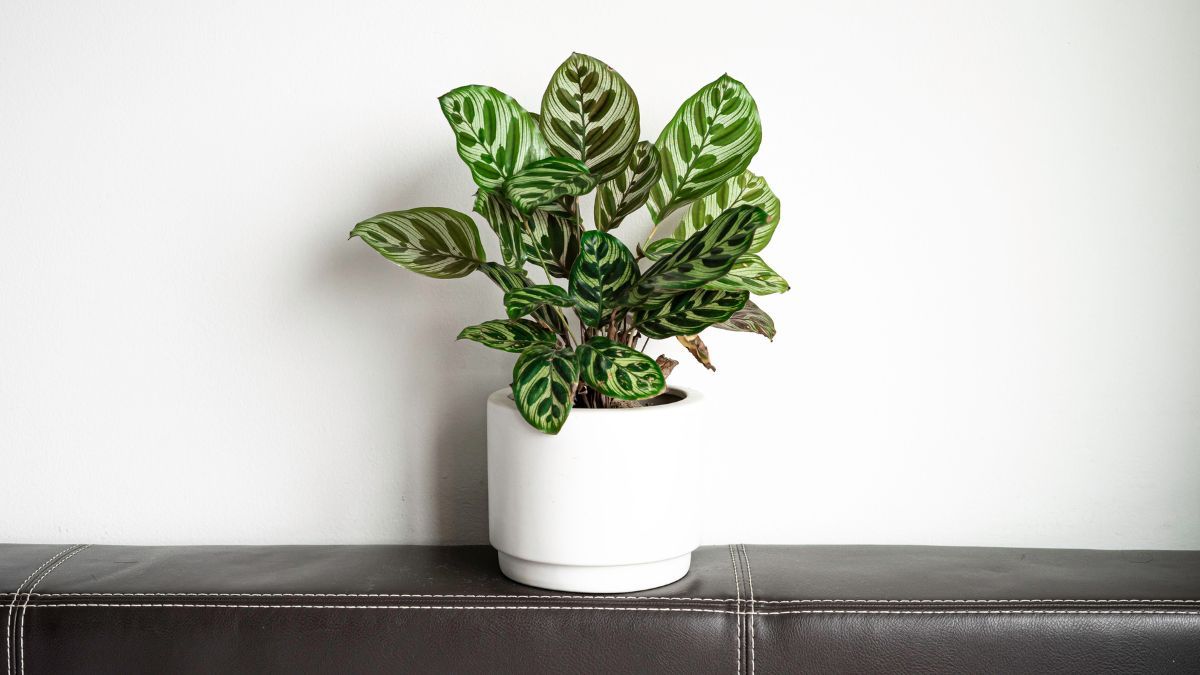 La calathea es ideal para sumar verde en ambientes con luz tenue. La calathea es ideal para sumar verde en ambientes con luz tenue.