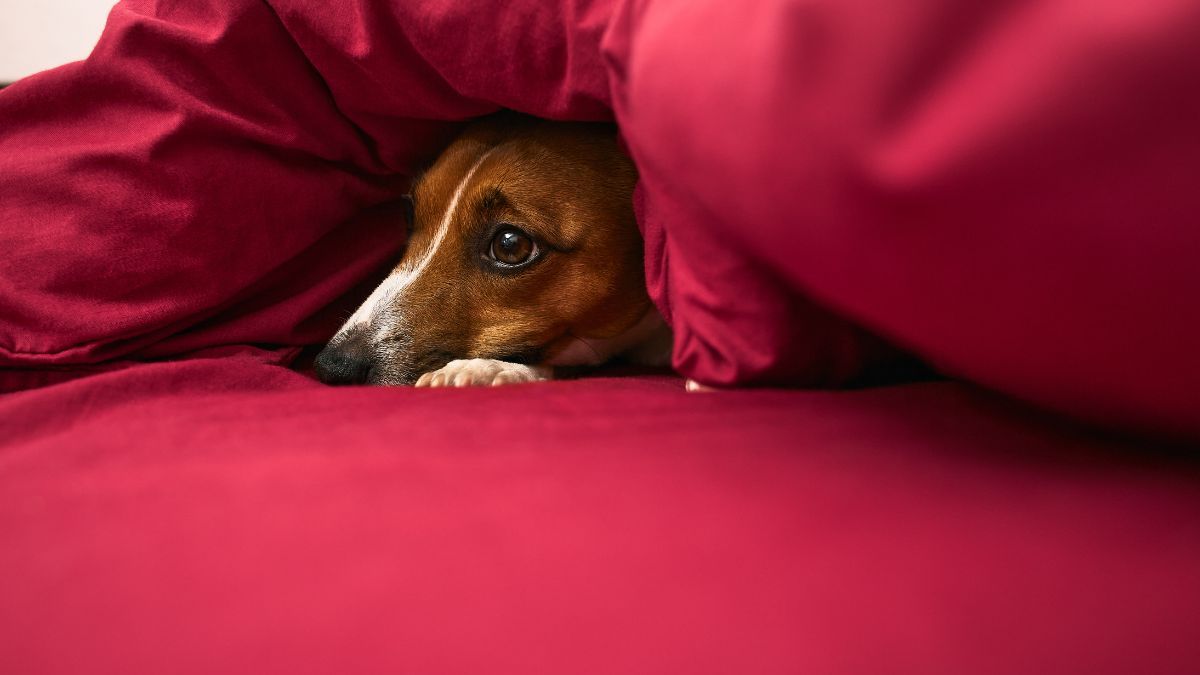 La pirotecnia puede provocar estrés extremo, desorientación y riesgo de muerte en animales domésticos y silvestres. La pirotecnia puede provocar estrés extremo, desorientación y riesgo de muerte en animales domésticos y silvestres.