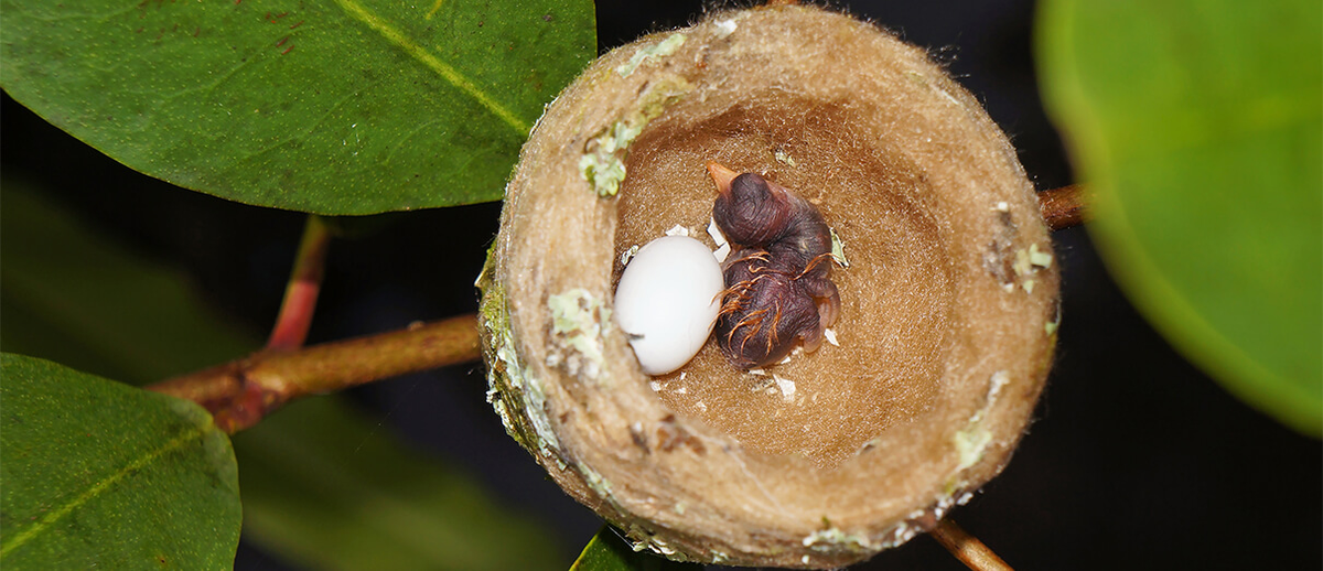 El pichón de colibrí recién nacido es muy indefenso y depende de su madre para comida, refugio y calor.