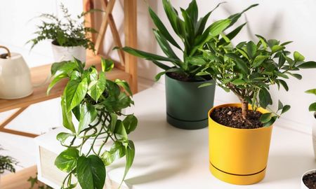 Por qué poner polenta en las plantas: un truco casero, fácil y económico. Por qué poner polenta en las plantas: un truco casero, fácil y económico.