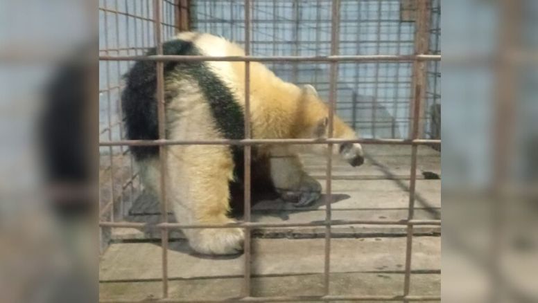 Rescatan a un oso melero en Laguna Paiva: estaba atrapado en las vías del tren